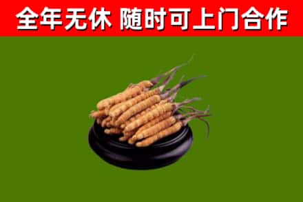 景东县烟酒回收冬虫夏草.jpg